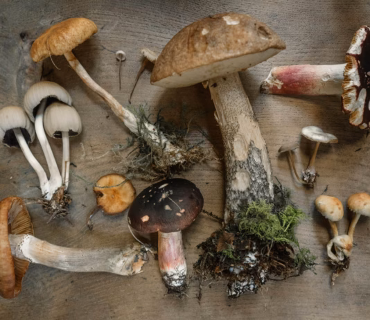 Can Mushrooms Save the Planet?