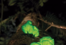 Nature Picture Library : Alamy Stock Photo