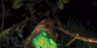 Nature Picture Library : Alamy Stock Photo