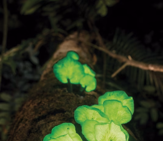 Nature Picture Library : Alamy Stock Photo