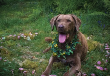 Photography by AlexandriWhile real amanitas can be deadly for dogs—like twelve-year-old Chesapeake Bay Retriever, aspiring top model, and good boy Si here—rest assured that Si is surrounded only by hand-sculpted foam mushrooms found in fairyland ... and author Monica Crosson’s backyard.a Corne Photography by Alexandria Corne