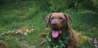 Photography by AlexandriWhile real amanitas can be deadly for dogs—like twelve-year-old Chesapeake Bay Retriever, aspiring top model, and good boy Si here—rest assured that Si is surrounded only by hand-sculpted foam mushrooms found in fairyland ... and author Monica Crosson’s backyard.a Corne Photography by Alexandria Corne