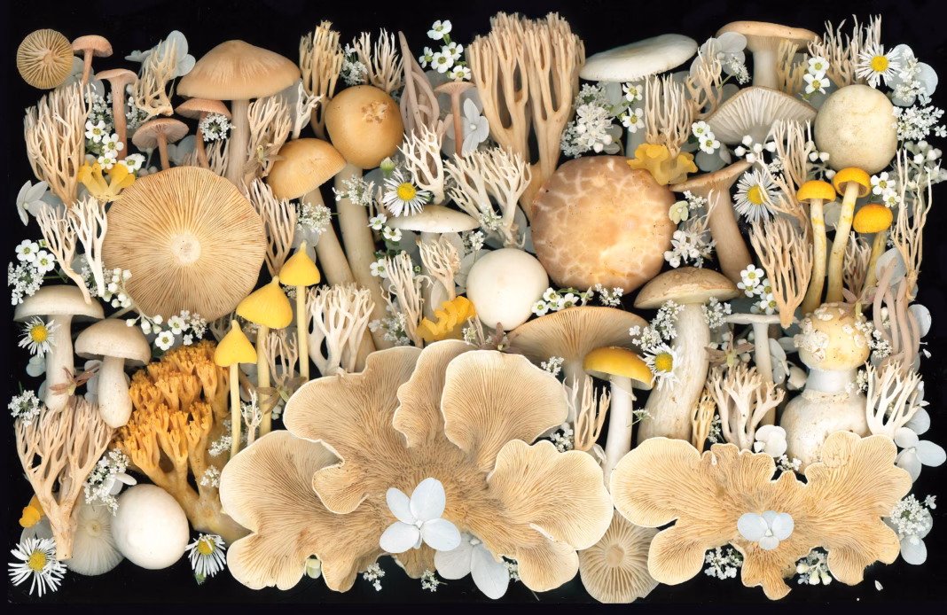 Resplendent Woods, 2024, by Heather Brooks Resplendent Woods, 2024, by Heather Brooks