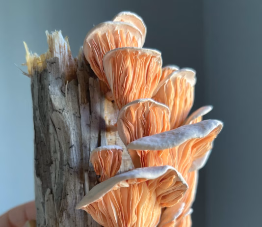 The Paper Mushrooms of Ann Wood, a.k.a. Woodlucker