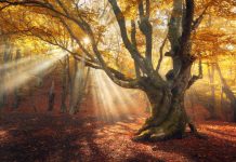 An Interview with Alice Hoffman + Excerpt from Magic Lessons