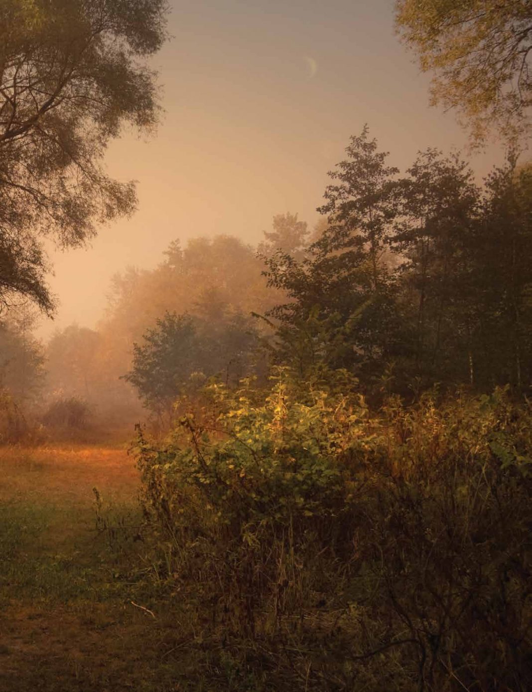 ©Alexander Kitsenko