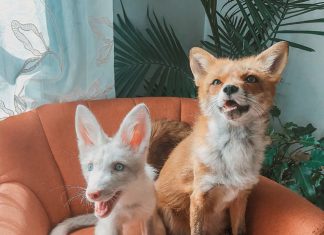 We Are All Fans of Juniper Fox Juniper Fox