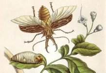 Illuminated copper engraving, 1705, by Maria Sibylla Merian. Wikimedia Commons.