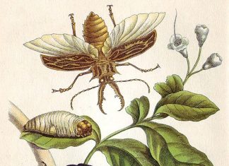 Firefly Diamonds Illuminated copper engraving, 1705, by Maria Sibylla Merian. Wikimedia Commons.