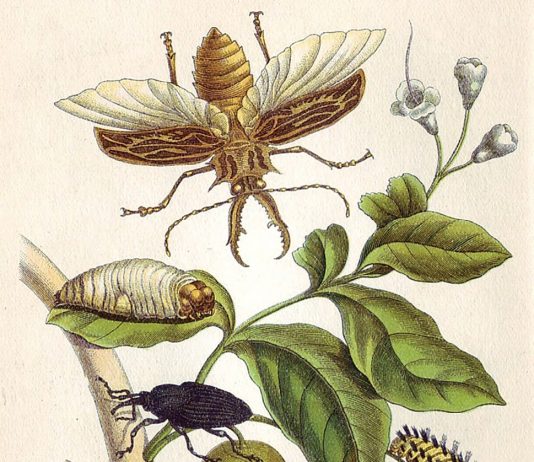 Firefly Diamonds Illuminated copper engraving, 1705, by Maria Sibylla Merian. Wikimedia Commons.