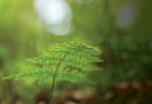 Dwarf-Crested Irises in Canaan, West Virginia © Marek Mierzejewski/shutterstock.com