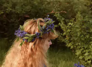 The Witch in Spring Photograph by Ellen Tyn