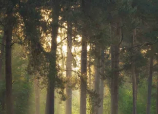 A Spell for Summoning Spring Photography by MARTIN PODT @martinpodt